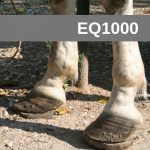 Equine Courses EQ1000