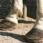 Equine Courses EQ1000