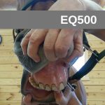 Equine Course EQ500