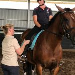 Equine Bodywork Courses