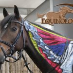 Equine Bodywork & Massage