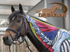 Equine Bodywork & Massage