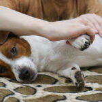 Caninology Course CN3015