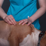 Caninology Course CN3020
