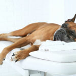 Caninology CN75
