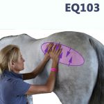 Equine Anatomy Pre-Course