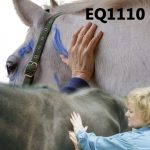 Equine Anatomy EQ1110