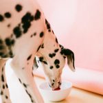 Dog drinking water