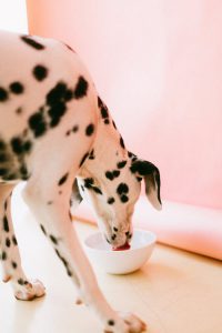 Dog drinking water