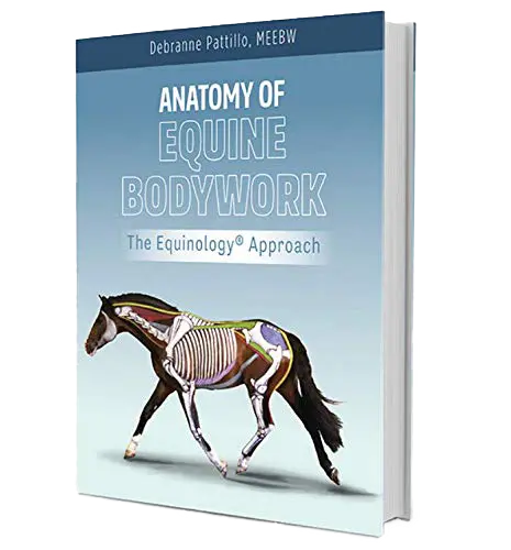 textbook - anatomy of equine bodywork